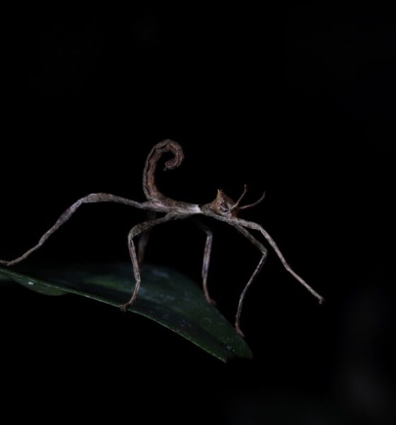 Mysteriöses Insekt Australien